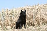 SCHIPPERKE 077